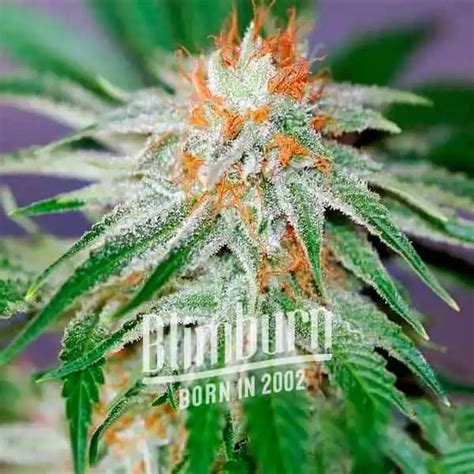 red hair sensimilla strain seeds|MEXICAN RED HAIR